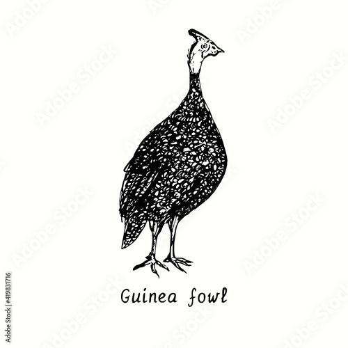 Guinea fowl. Ink black and white doodle drawing in woodcut outline style. Vector illustration