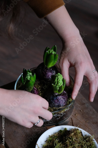 Green hyacinth plant transplantation close up. Home plants gardening, floral concept with soil and roots close up photography. Hyacinth plant in studio, flower shop.
