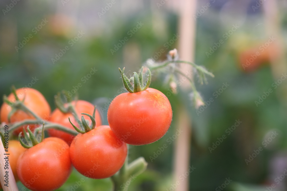 Tomate