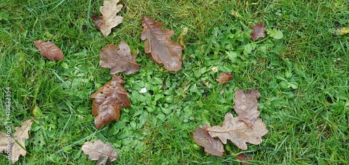 green grass background