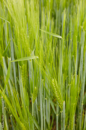 Fototapeta Naklejka Na Ścianę i Meble -  green wheat in the field