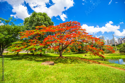 Flamboyant tree blooming, beautiful nature (Delonix regia)

