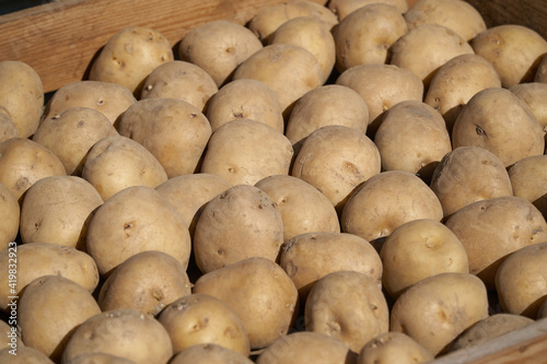 Seed potatoes in a wooden box, after they have germinated they will be planted in the vegetable garden