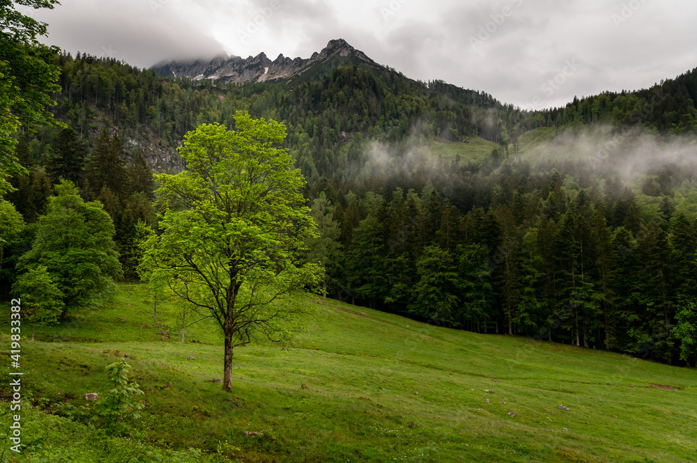 Low clouds over forest and pasture in summer Low clouds over forest and pasture in summer