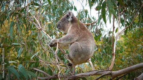 Koala sitting on a eucalyptus tree in Australia