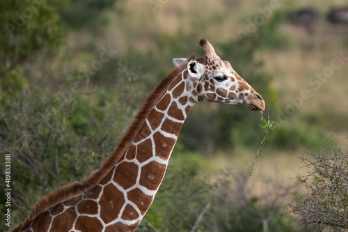 giraffe eating a twig in the Maasai Mara, Kenya