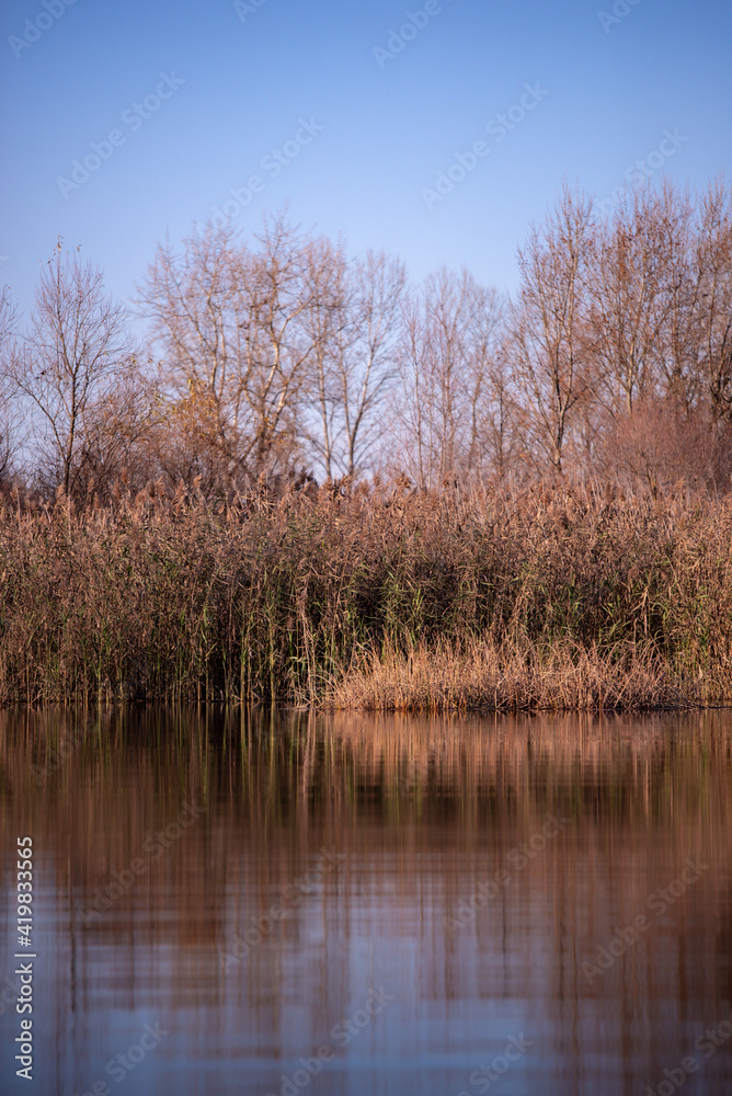reed and rush reflected in the luster of the water at the edge of the lake. Phragmites australis plants during autumn season reed and rush reflected in the luster of the water at the edge of the lake. Phragmites australis plants during autumn season