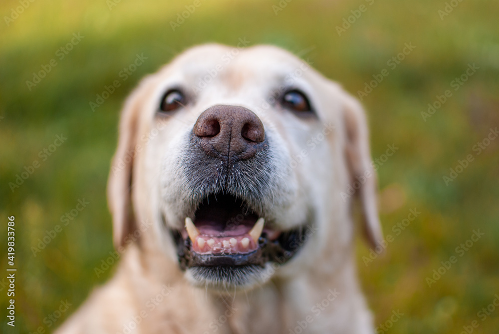 golden retriever dog