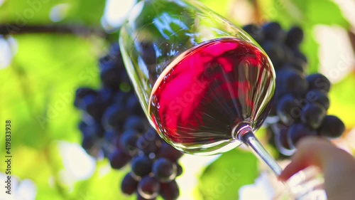 Wine testing and wine making concept. Female hand slightly shaking glass with red wine. Bunches of ripe grapes in the background. Slow motion, 4K photo