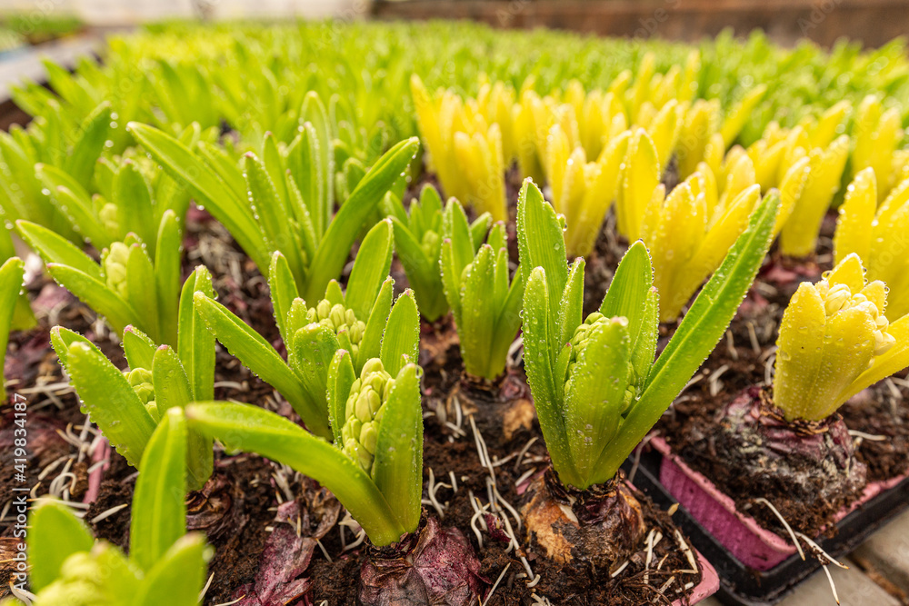 Bulbs of hyacinth flowers Bulbs of hyacinth flowers