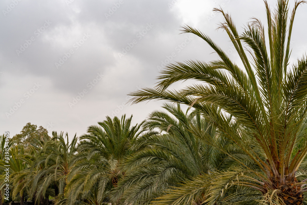 forest of palm trees under an expressive overcast sky with copy space