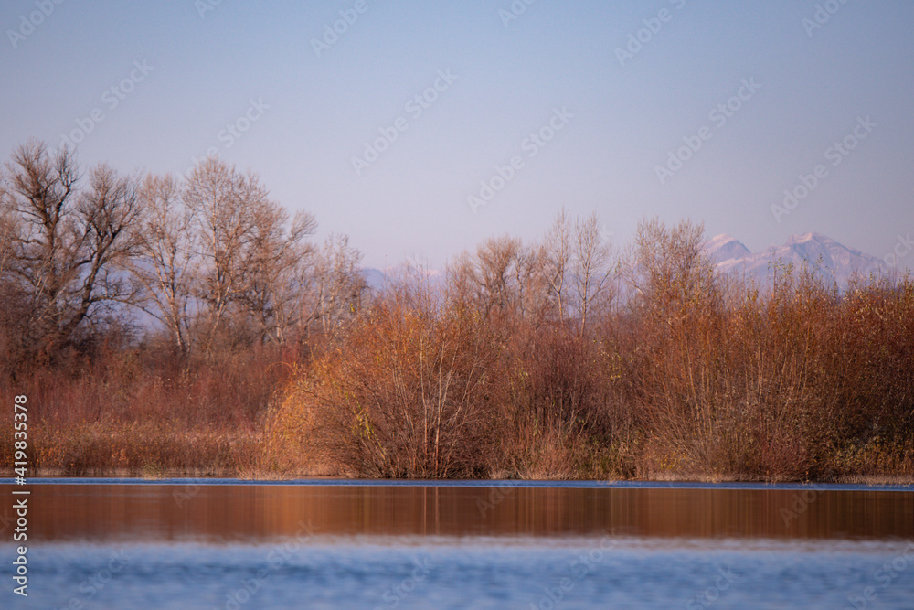 reed and rush reflected in the luster of the water at the edge of the lake. Phragmites australis plants during autumn season reed and rush reflected in the luster of the water at the edge of the lake. Phragmites australis plants during autumn season