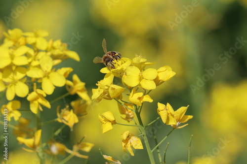 蜜蜂と菜の花