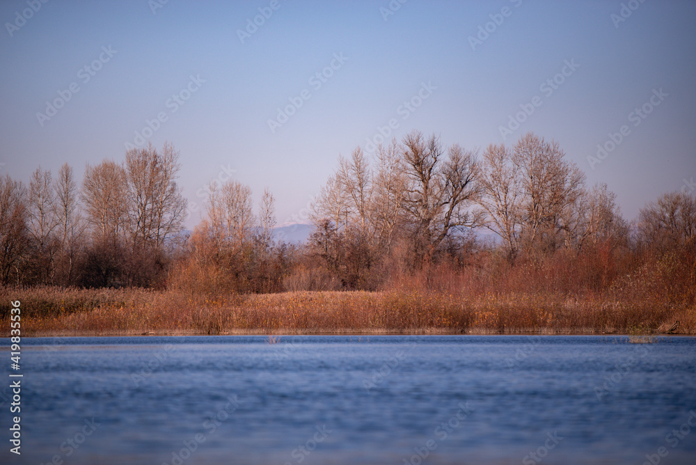 reed and rush reflected in the luster of the water at the edge of the lake. Phragmites australis plants during autumn season