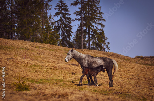 Horse and her foal in the meadow. © Sebestyen
