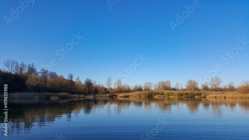 reed and rush reflected in the luster of the water at the edge of the lake. Phragmites australis plants during autumn season