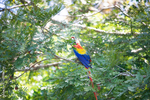 Isolated multicolour parrot with yellow, orange, and blue plumage resting on a tree in its habitat, Osa, Costa Rica.