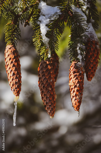 cones on the branch
