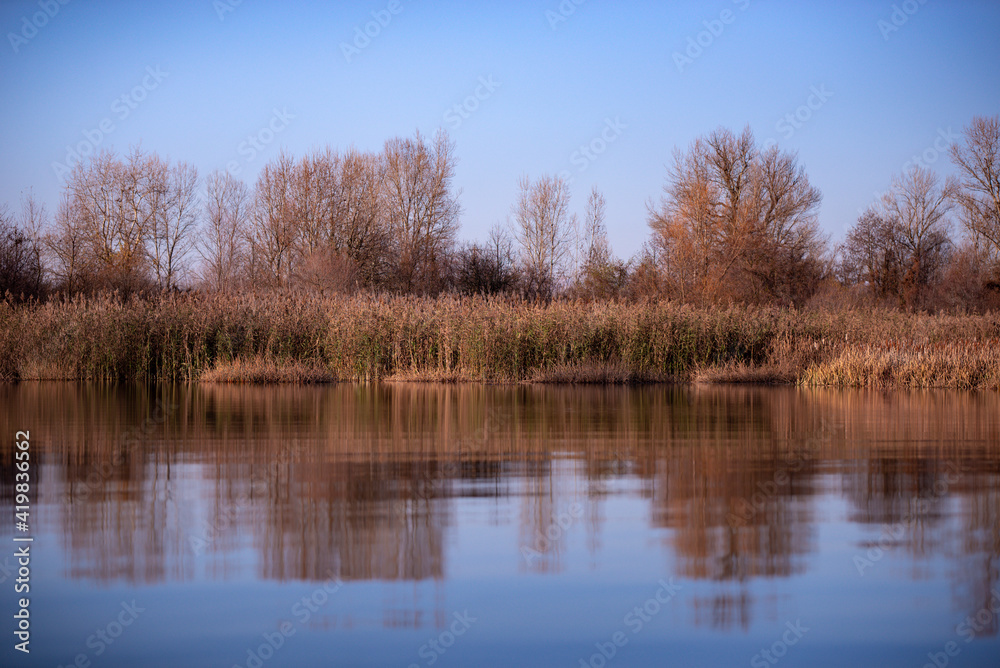 reed and rush reflected in the luster of the water at the edge of the lake. Phragmites australis plants during autumn season reed and rush reflected in the luster of the water at the edge of the lake. Phragmites australis plants during autumn season