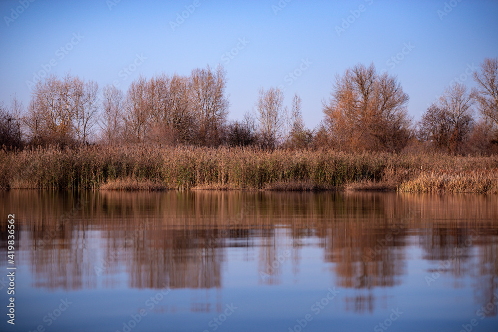 reed and rush reflected in the luster of the water at the edge of the lake. Phragmites australis plants during autumn season