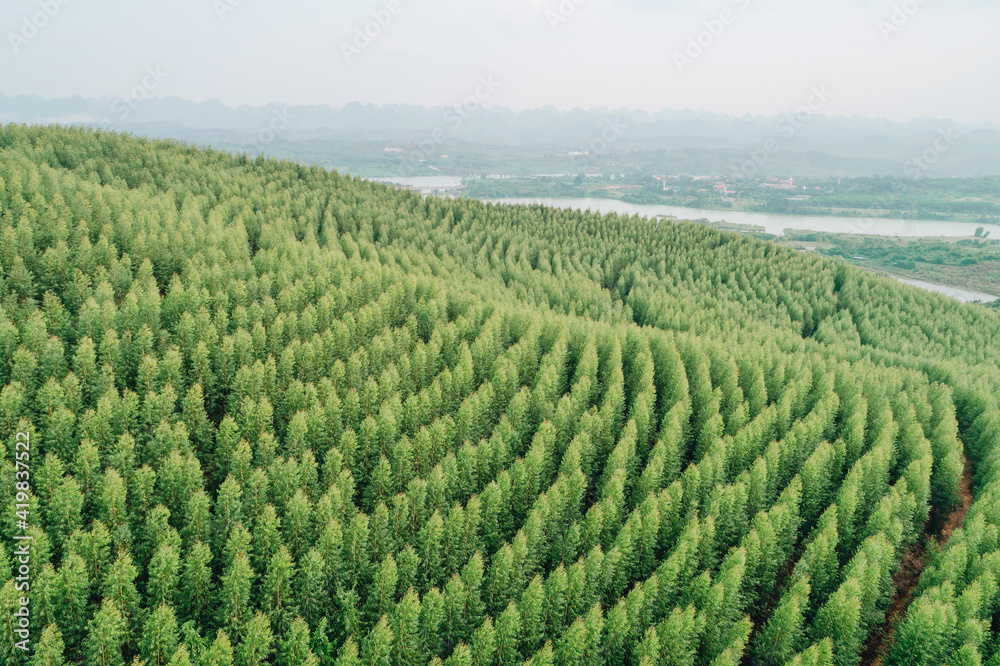 Aerial view of summer green trees in a forest