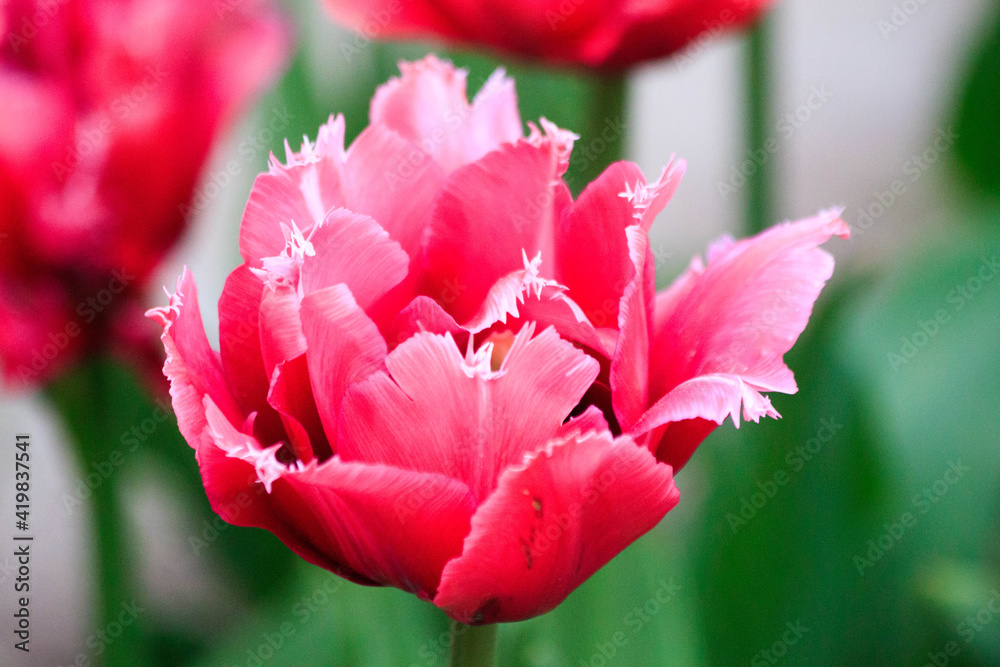 Blooming freshness vibrant romantic beautiful colorful pink tulips mixed sorts during the tulip traditional summer festival on the Elagin Park in Saint Petersburg Blooming freshness vibrant romantic beautiful colorful pink tulips mixed sorts during the tulip traditional summer festival on the Elagin Park in Saint Petersburg