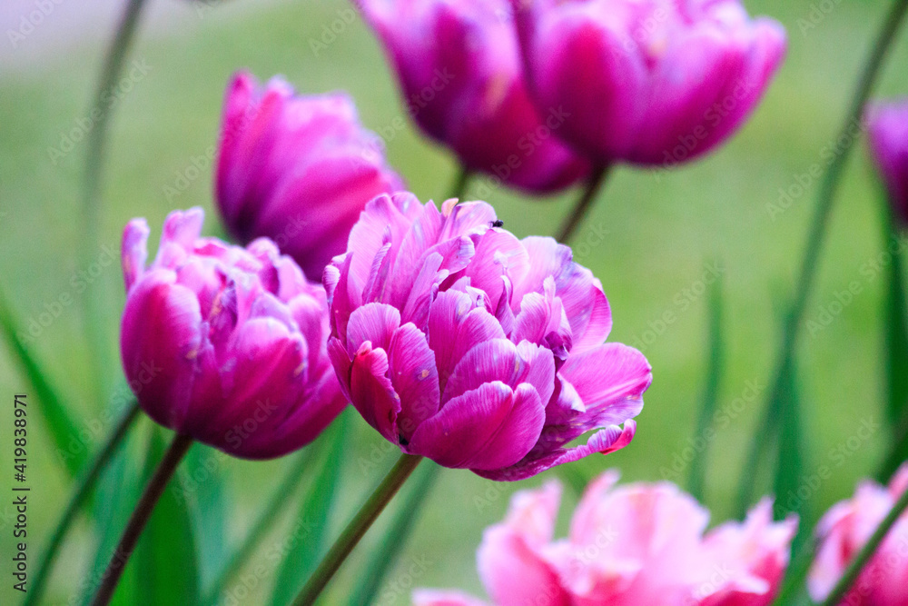 Fototapeta premium Blooming freshness vibrant romantic beautiful colorful tulips mixed sorts during the tulip traditional summer festival on the Elagin Park in Saint Petersburg