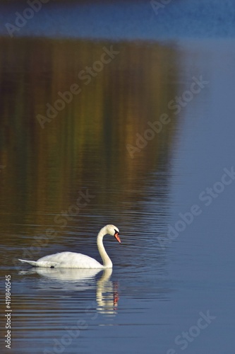 group of swans sitting on the lake. Cygnus birds in the wild during autumn season