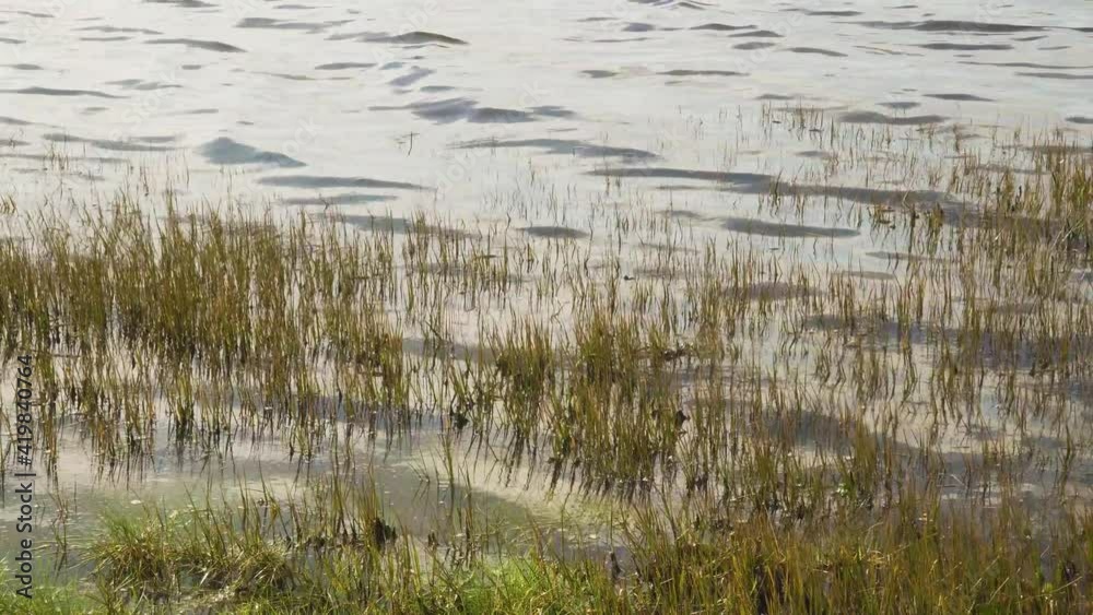 4K half submerged water plants moving on the tide in the bedside of Ria de Aveiro on the estuary of river Vouga, 60fps. 4K half submerged water plants moving on the tide in the bedside of Ria de Aveiro on the estuary of river Vouga, 60fps.