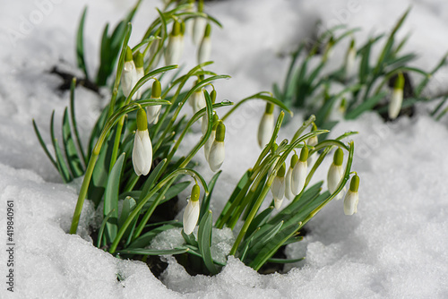 Snowdops, the first spring flower plant sprouts from the earth and snow in the sun. Awakening of nature. Early spring. 