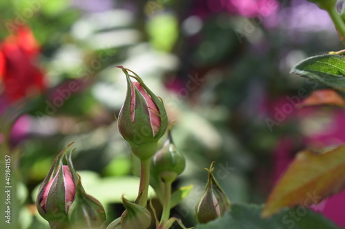 Kletterrose 'Barock'