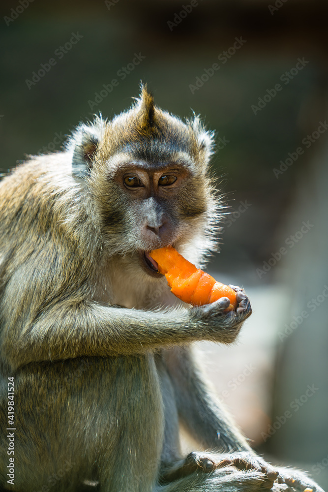 Affe beißt auf Karotte