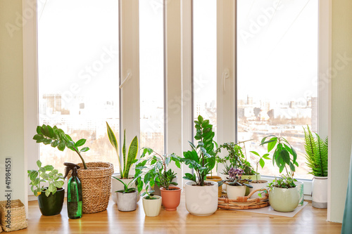 Home plants and flowers on a wooden windowsill