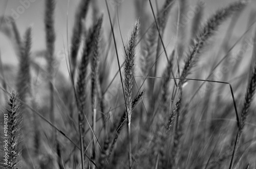 Black and white nature close up in Sicily