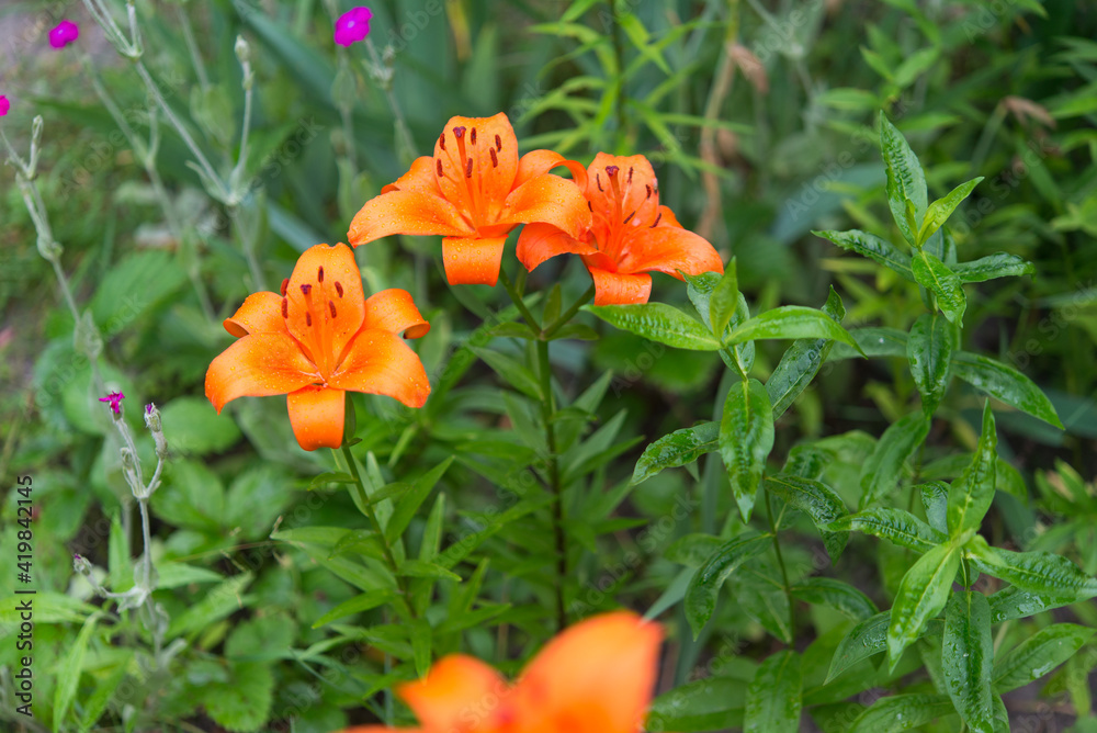 Blooming lily on a green background