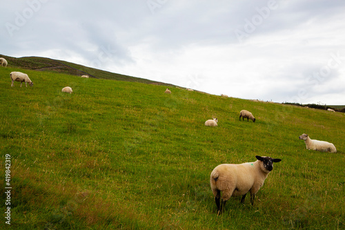 A flock of sheep