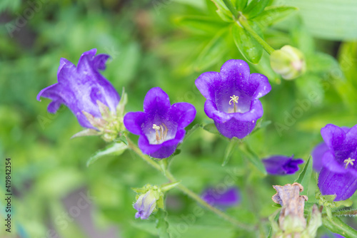 Campanula  flower in the garden