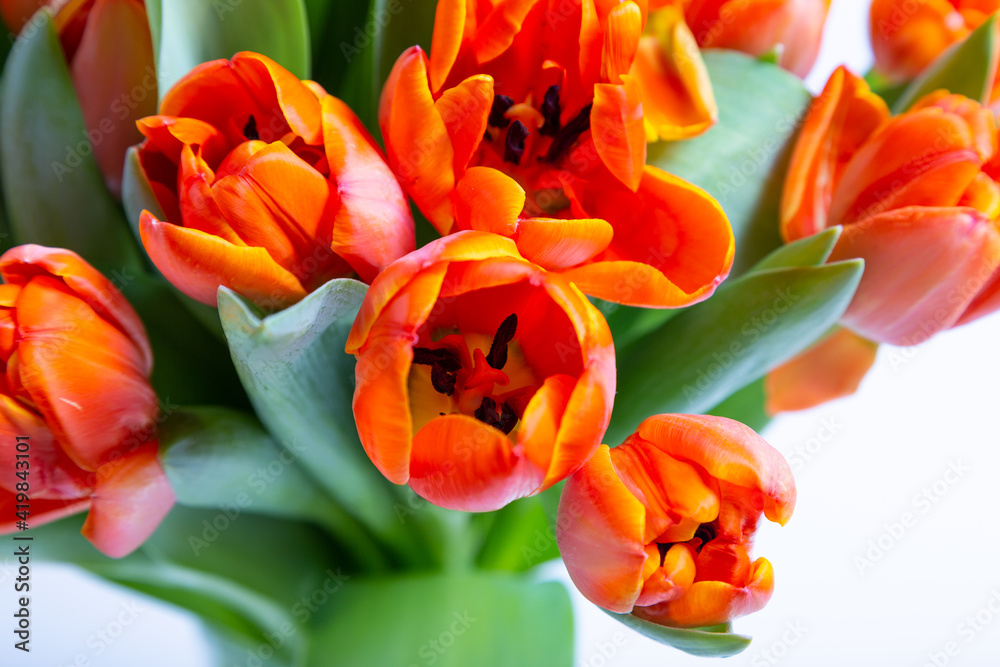 Bouquet of red-yellow tulips on a white background. Close-up.