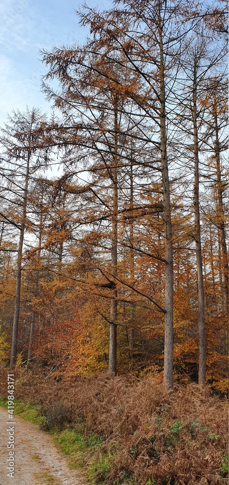 Fototapeta premium autumn in forest