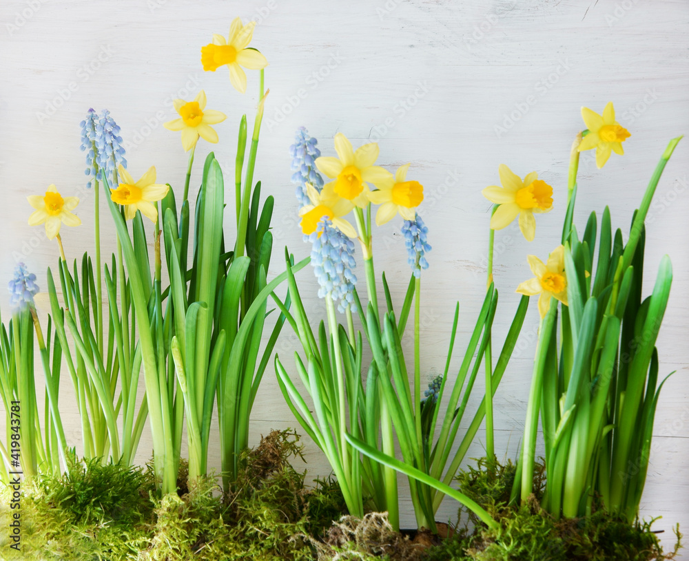 Fototapeta premium Easter or spring background with daffodils, quadrat