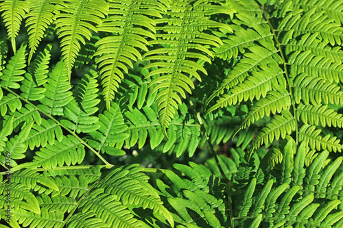 green fern leaves background nature