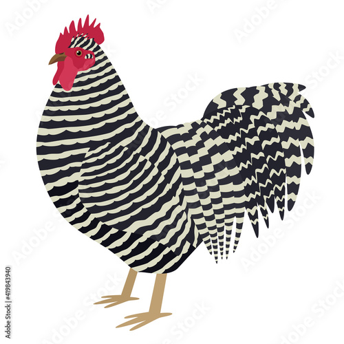 Plymouth Rock rooster Breed of chickens Vector illustration Isolated object