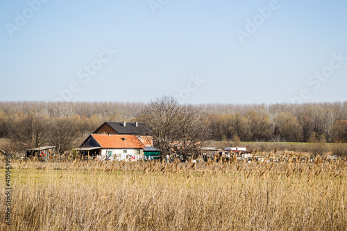 Panorama of a country with a reed and a farmer's house in the spring 