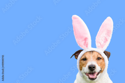 Happy dog as Easter bunny on solid color background as spring holiday concept © alexei_tm
