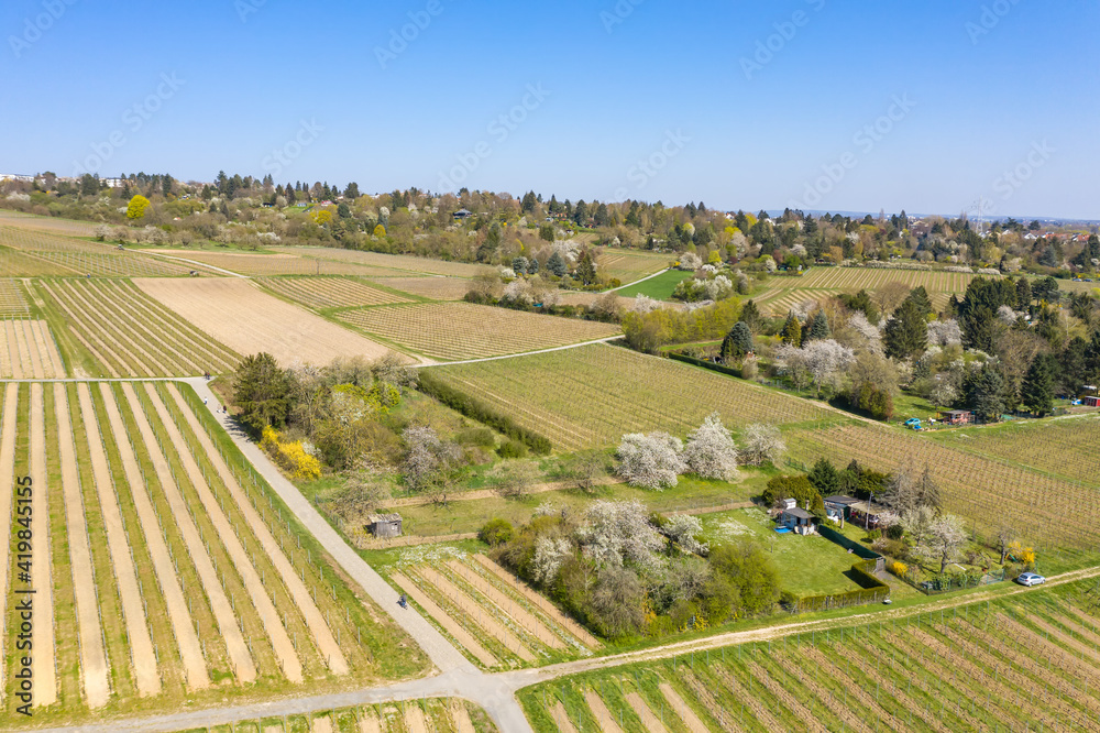 Bird's eye view of vineyards in spring near Wiesbaden / Germany in the Rheingau 