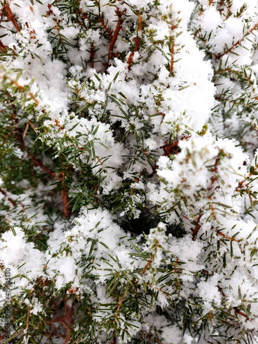 Snow covered fir branches as background