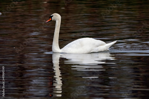 a lonely white swan swimming on the river