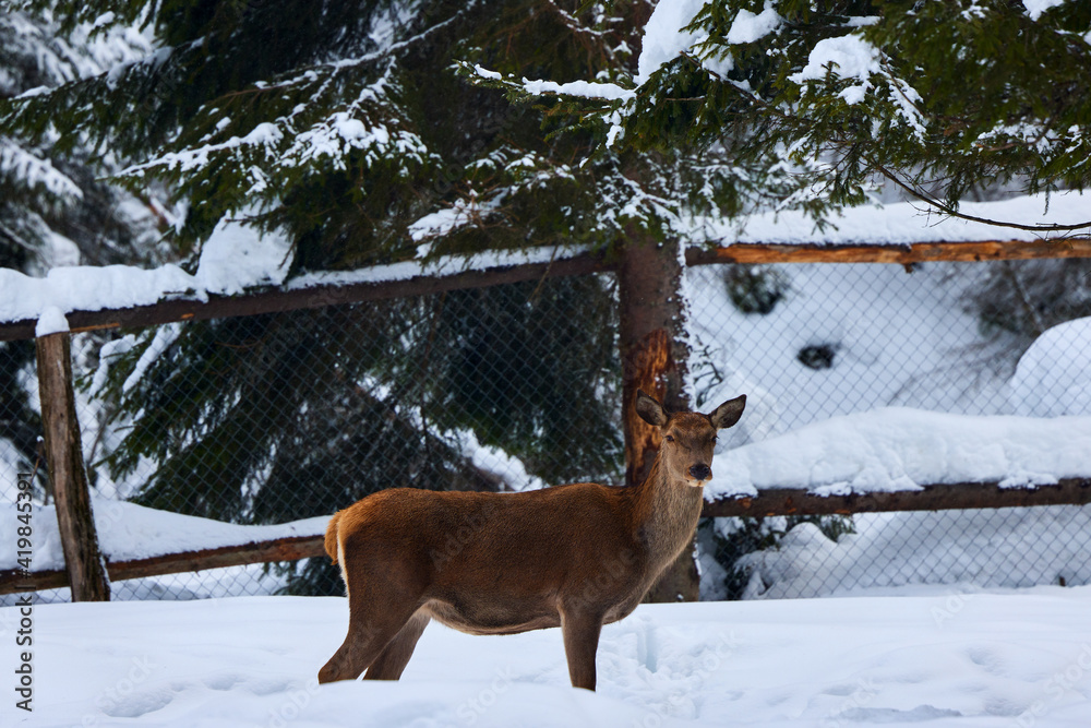 captive deer in a yard in winter captive deer in a yard in winter