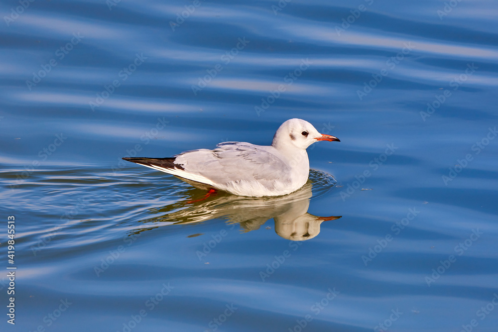 Beautiful white seagulls swimming in a river Beautiful white seagulls swimming in a river