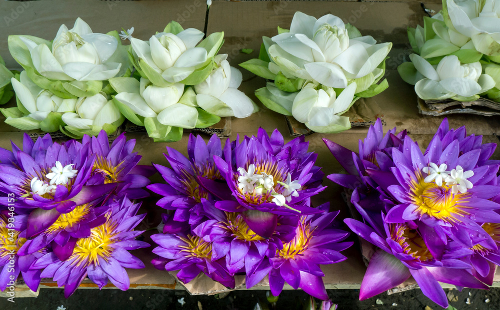 Rows of Blue Water Lilies (Nymphaea nouchali) and white lotus flowers
